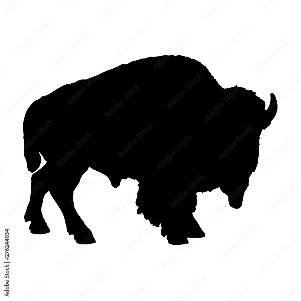 American Bison, Bison Bison, Silhouette, Africa, Asia And North America American Bison, Bison Bison, Silhouette, Africa, Asia And North America