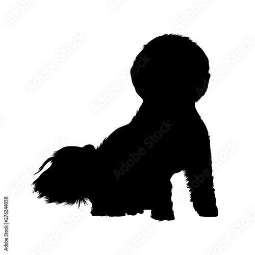 Bichon Frise, Dog Silhouette, France, Europe