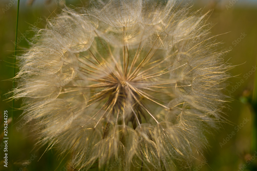Dandelion, seed dandelion, summer dandelion Dandelion, seed dandelion, summer dandelion