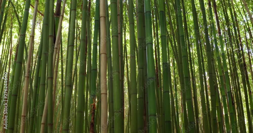 Close up of scenic bamboo tree forest used as renewable sustainable energy resource and different types of eco -friendly green products. Close up of scenic bamboo tree forest used as renewable sustainable energy resource and different types of eco -friendly green products.
