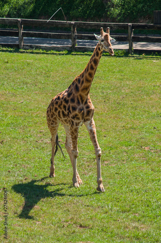 Giraffe running (Giraffa camelopardalis rothschildi) a hot day, Parque Cabarceno, Cantabria