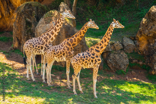 Four giraffes  Giraffa camelopardalis rothschildi  in the shade a hot day  Parque Cabarceno  Cantabria  2013