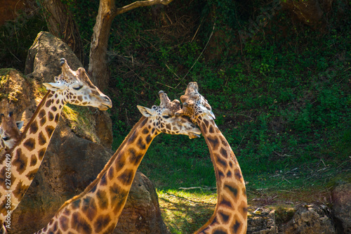 Two giraffes giving each other affection (Giraffa camelopardalis rothschildi) in the shade one hot day and another watching, Parque Cabarceno, Cantabria, 2013