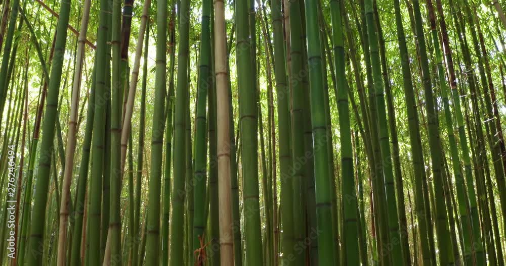Close up of scenic bamboo tree forest used as renewable sustainable energy resource and different types of eco -friendly green products. Close up of scenic bamboo tree forest used as renewable sustainable energy resource and different types of eco -friendly green products.