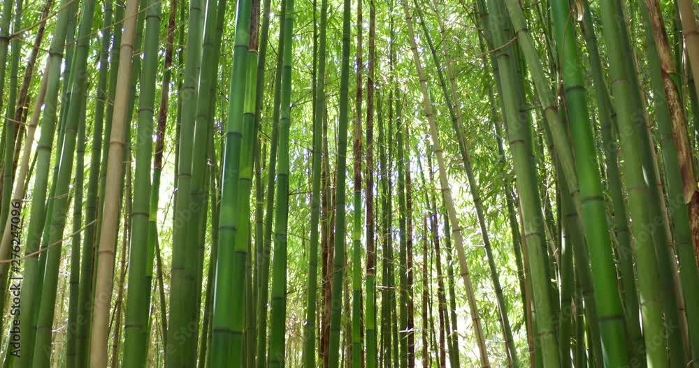 Close up of scenic bamboo tree forest used as renewable sustainable energy resource and different types of eco -friendly green products. Close up of scenic bamboo tree forest used as renewable sustainable energy resource and different types of eco -friendly green products.