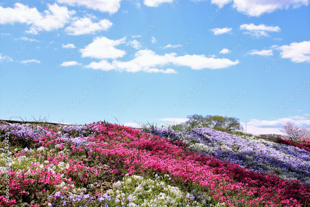 Obraz premium 青空と芝桜