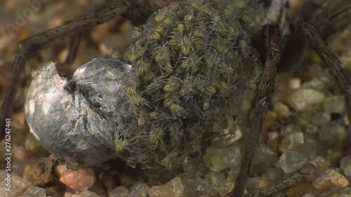 Spiderlings on thier mother?s abdomen 1198 10 photo