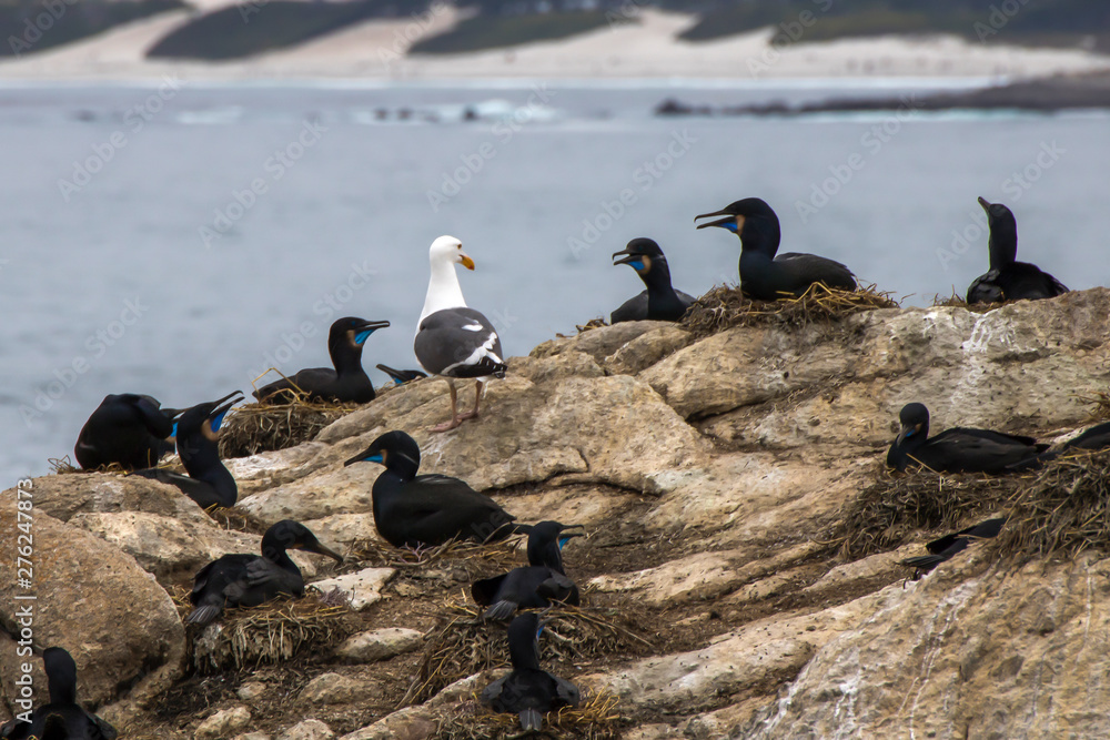 Fototapeta premium Single Gull among Brandt's Cormorants in Nesting Colony