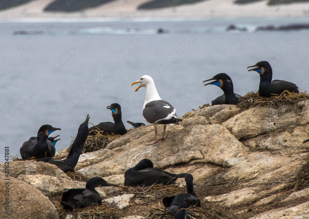 Fototapeta premium Brandt's Cormorants on Nests with Single Gull Among Them