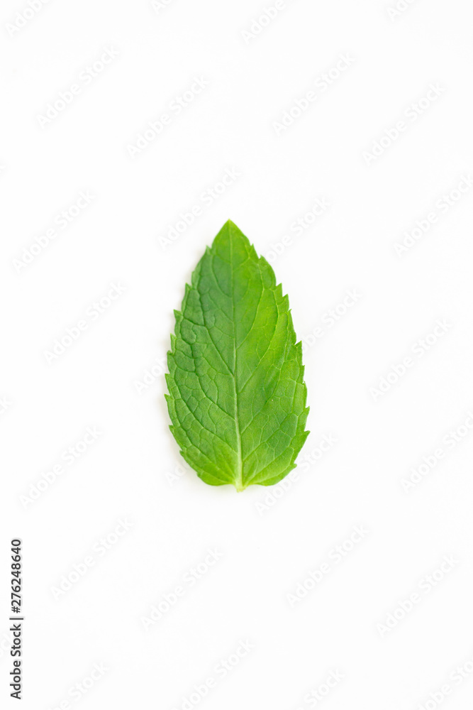 Mint Leaf on White Background Mint Leaf on White Background