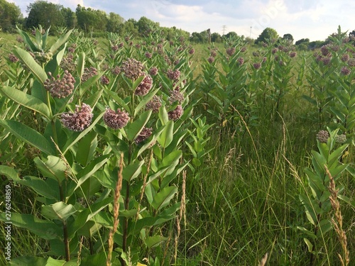 фотографія Swamp milkweed in summer