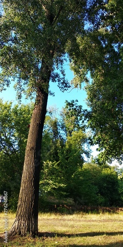 tree in the park