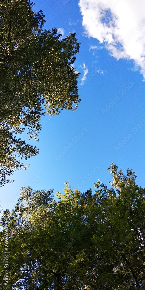 blue sky and trees