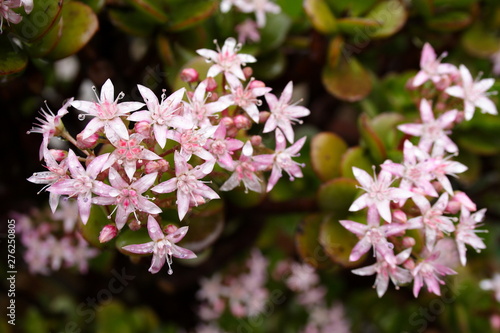 Crassula Ovata Flower heads