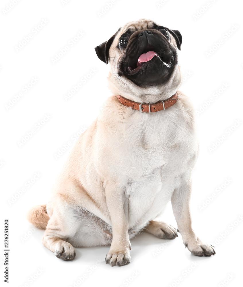 Obraz premium Cute pug dog on white background
