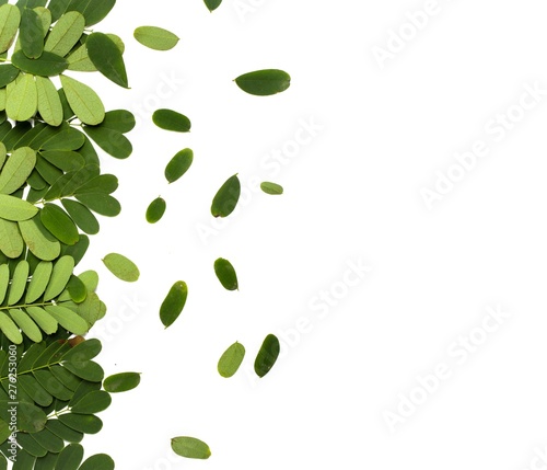 Small branches of green leaf and tiny leaf on white background.