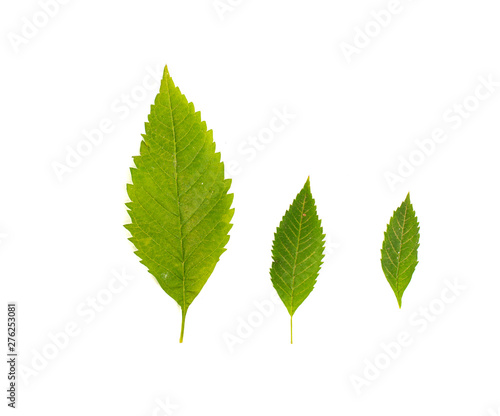 Obraz na plátně Green serrate leaf on white background.