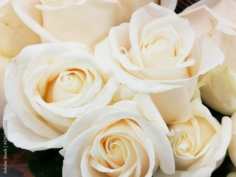 Fresh and natural roses, traditional in Colombia. Fresh and natural roses, traditional in Colombia.