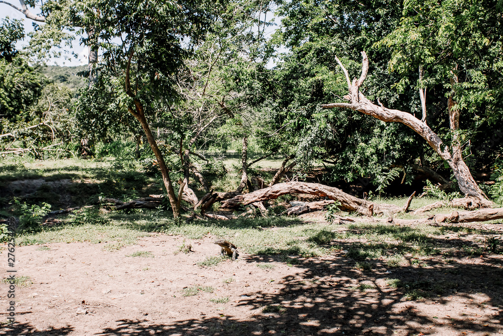 Obraz premium Komodo Dragon at the National Park, Indonesia. Large reptile having rest. Varan laying down on the ground. A dragon crawls along the path on the Rinca Island. Lizard crawling in the grass.