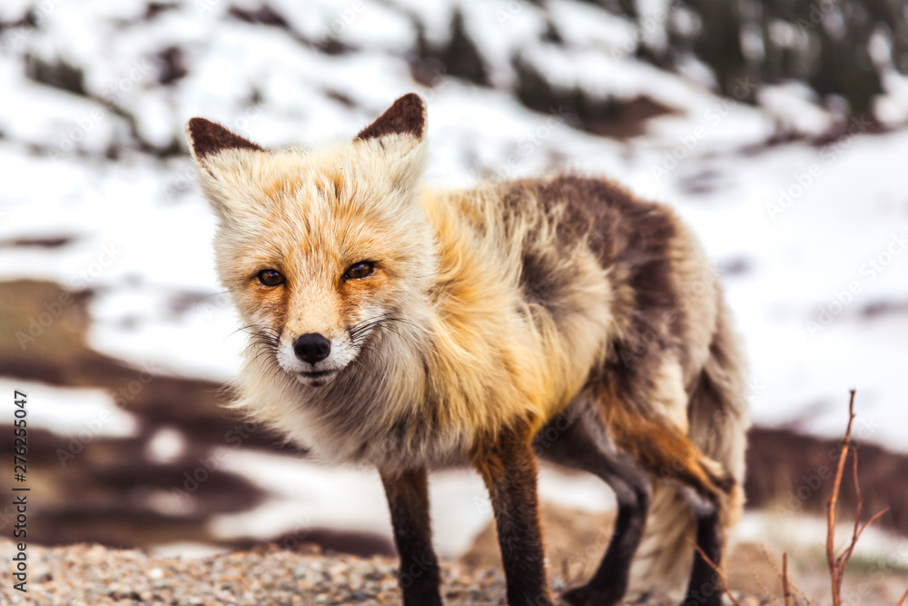 red fox vulpes vulpes red fox vulpes vulpes