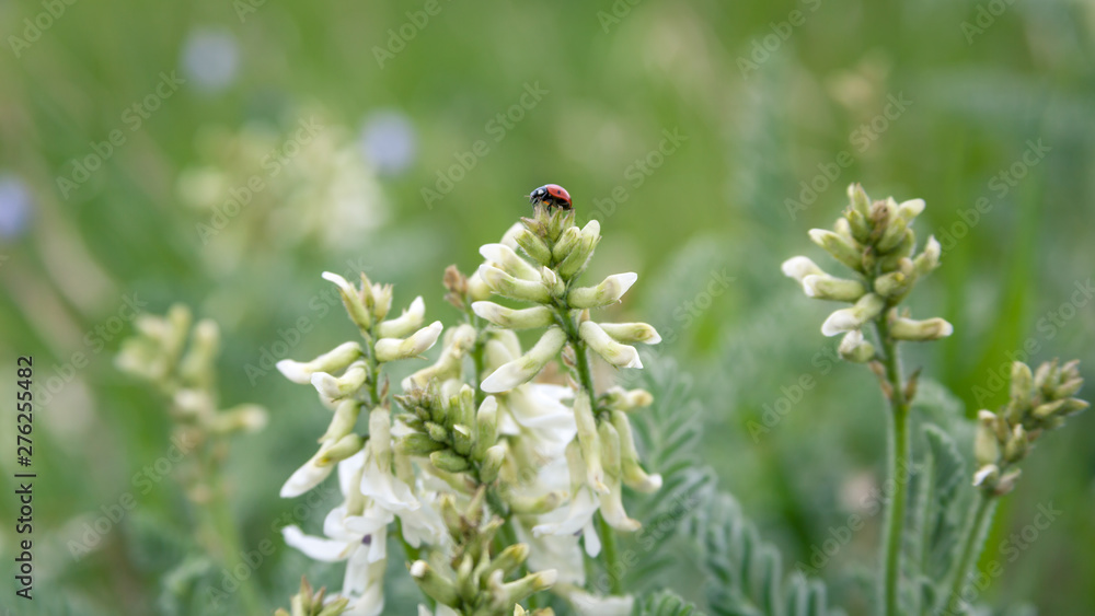 ladybug on a flower ladybug on a flower