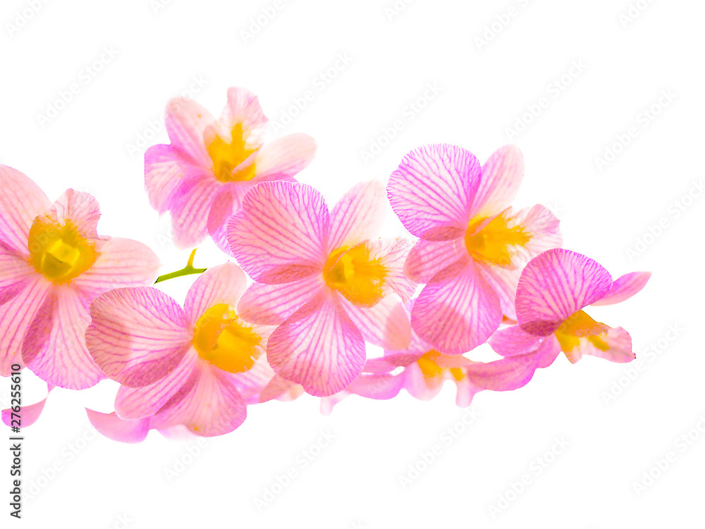 flowers isolated on white background