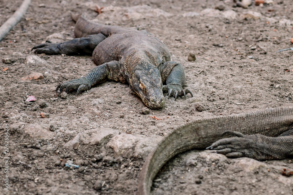 Komodo Dragons at the National Park, Indonesia. Large reptile having rest. Varan laying down on the ground. A dragon crawls along the path on the Rinca Island. Lizard crawling in the earth. Komodo Dragons at the National Park, Indonesia. Large reptile having rest. Varan laying down on the ground. A dragon crawls along the path on the Rinca Island. Lizard crawling in the earth.