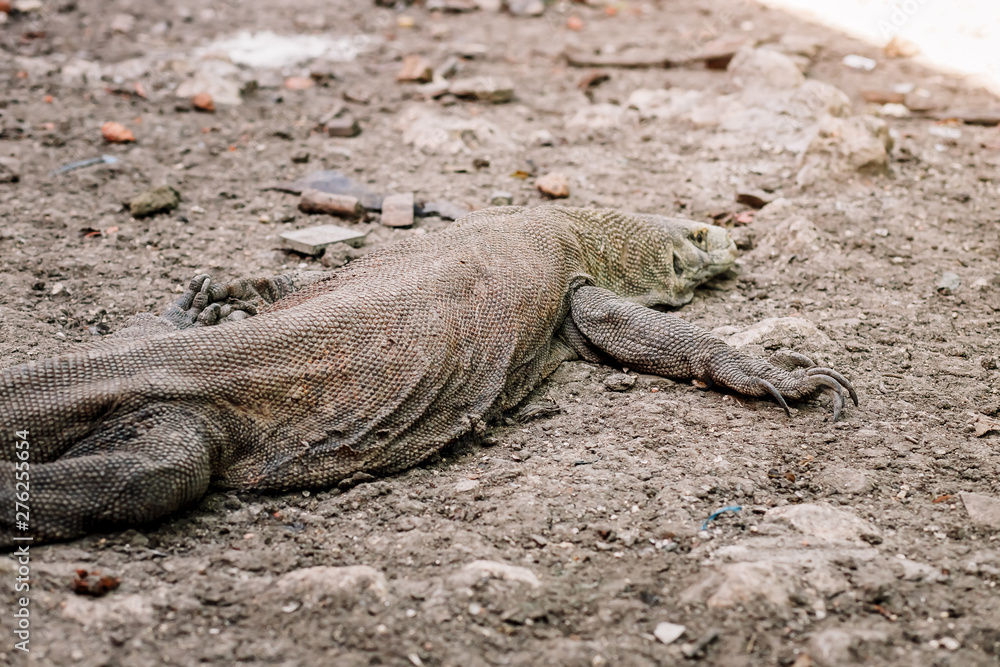 Komodo Dragons at the National Park, Indonesia. Large reptile having rest. Varan laying down on the ground. A dragon crawls along the path on the Rinca Island. Lizard crawling in the earth. Komodo Dragons at the National Park, Indonesia. Large reptile having rest. Varan laying down on the ground. A dragon crawls along the path on the Rinca Island. Lizard crawling in the earth.