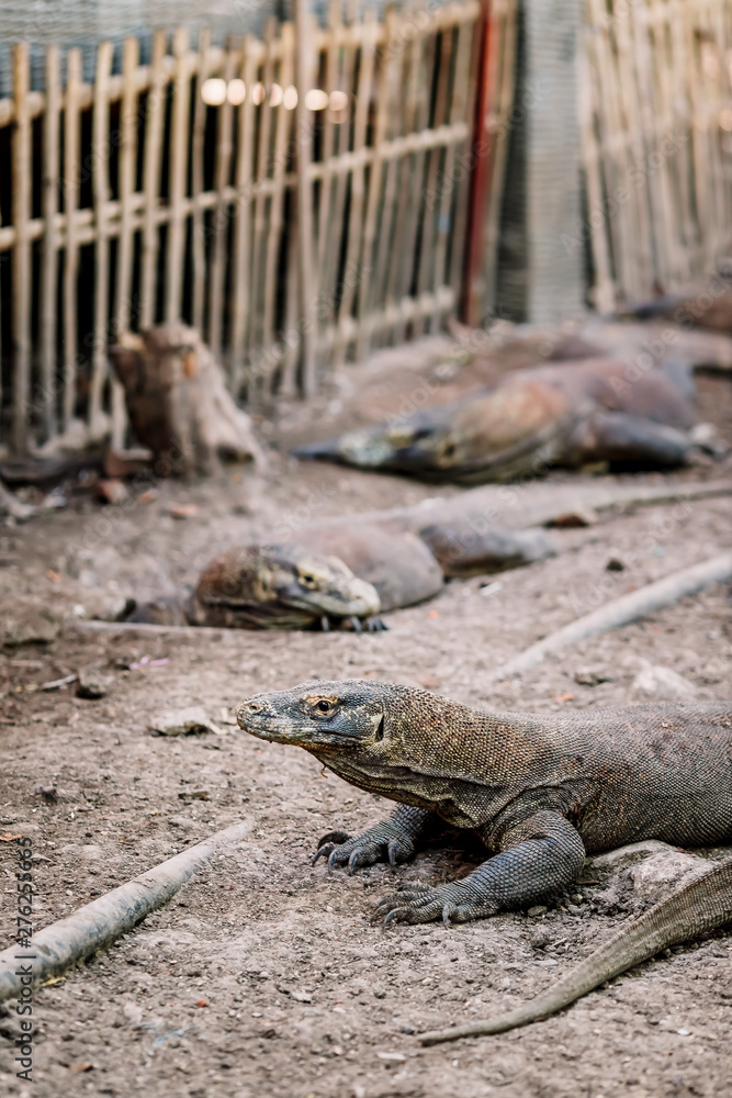Komodo Dragons at the National Park, Indonesia. Large reptile having rest. Varan laying down on the ground. A dragon crawls along the path on the Rinca Island. Lizard crawling in the earth. Komodo Dragons at the National Park, Indonesia. Large reptile having rest. Varan laying down on the ground. A dragon crawls along the path on the Rinca Island. Lizard crawling in the earth.