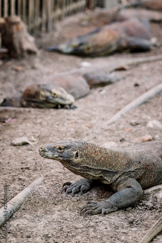 Komodo Dragons at the National Park, Indonesia. Large reptile having rest. Varan laying down on the ground. A dragon crawls along the path on the Rinca Island. Lizard crawling in the earth. Komodo Dragons at the National Park, Indonesia. Large reptile having rest. Varan laying down on the ground. A dragon crawls along the path on the Rinca Island. Lizard crawling in the earth.