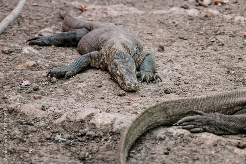 Komodo Dragons at the National Park  Indonesia. Large reptile having rest. Varan laying down on the ground. A dragon crawls along the path on the Rinca Island. Lizard crawling in the earth.