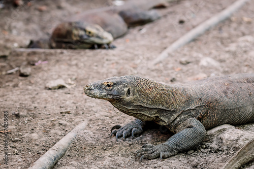 Komodo Dragons at the National Park  Indonesia. Large reptile having rest. Varan laying down on the ground. A dragon crawls along the path on the Rinca Island. Lizard crawling in the earth.