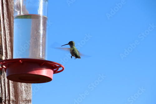 Hummingbird(s) © jamibassman