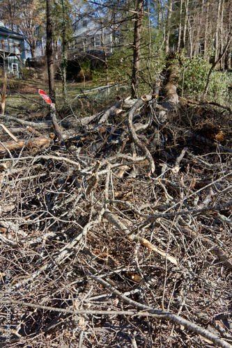 Wallpaper Mural Large Tree Topples Onto Road Torontodigital.ca