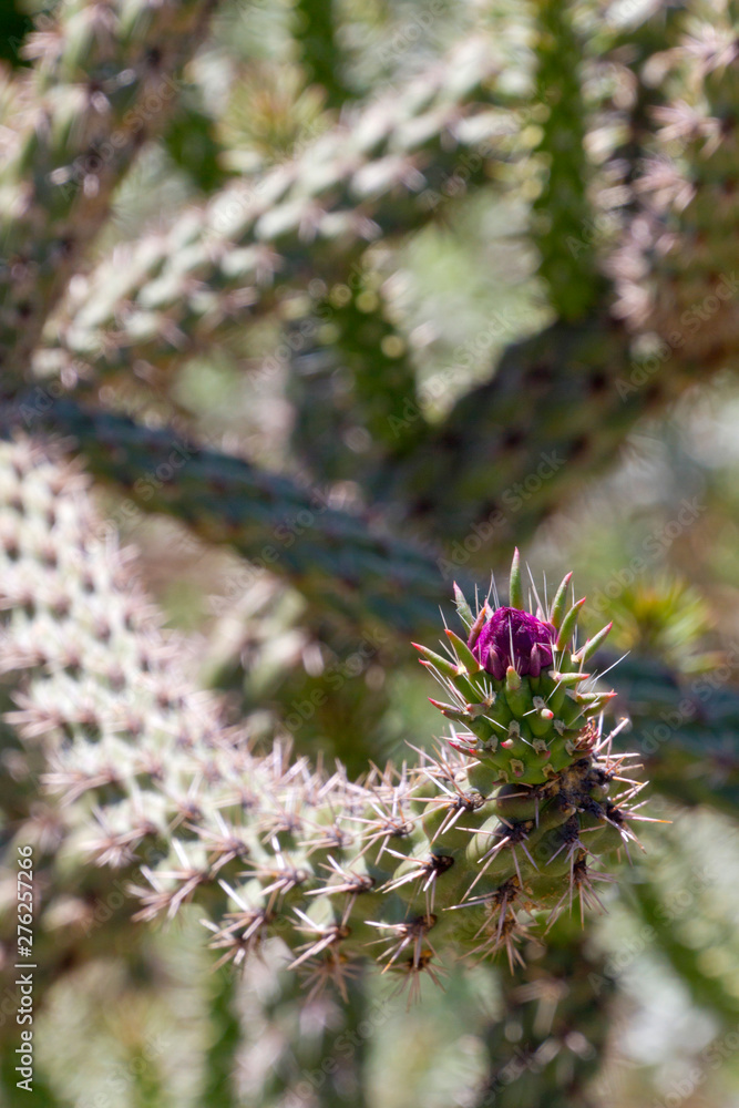 Organ Pipe Cactus Close Up