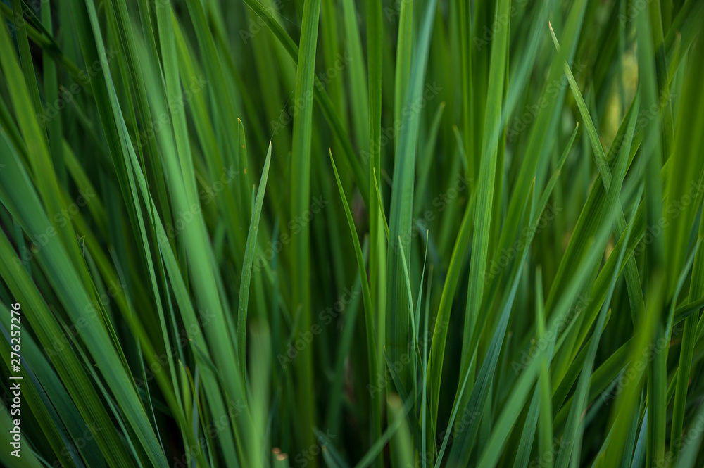 vibrant and healthy green leafy bush foliage vibrant and healthy green leafy bush foliage