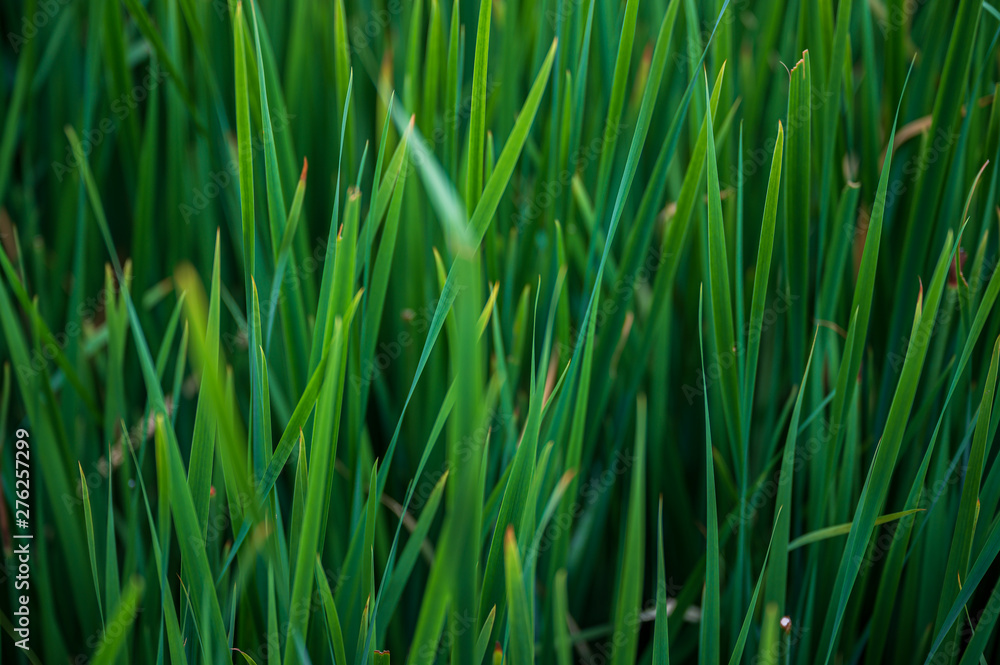 vibrant and healthy green leafy bush foliage vibrant and healthy green leafy bush foliage