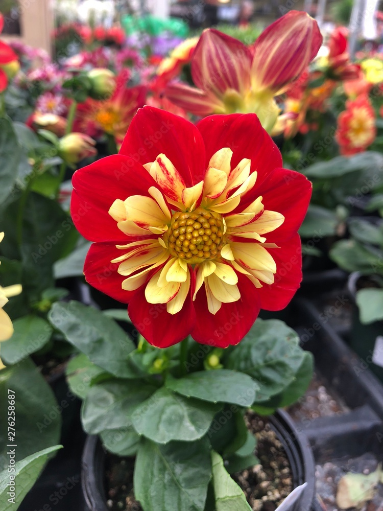 flower in garden flower in garden