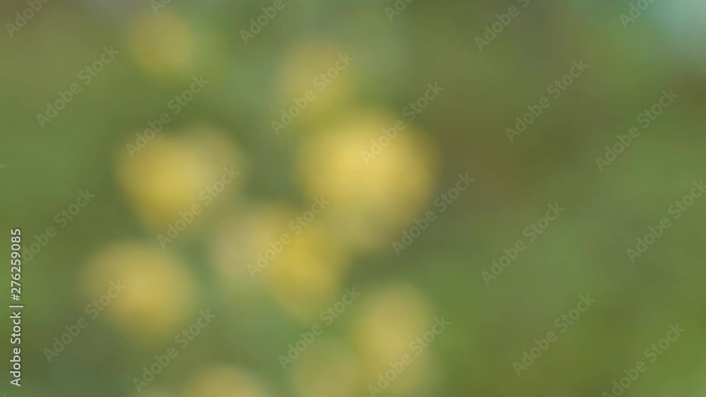 Bee is gathering and collecting honey on yellow flower. Close up, macro shot Bee is gathering and collecting honey on yellow flower. Close up, macro shot