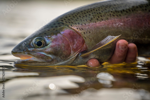 Brown & Rainbow trout gently released