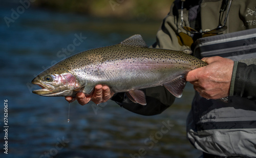 Brown & Rainbow trout gently released