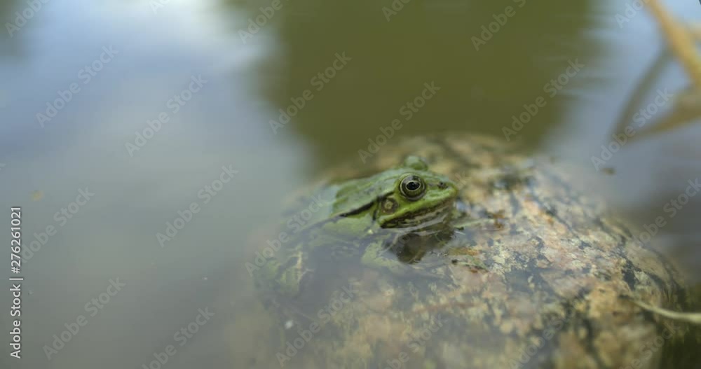 Frog sits in the stone and looks Frog sits in the stone and looks