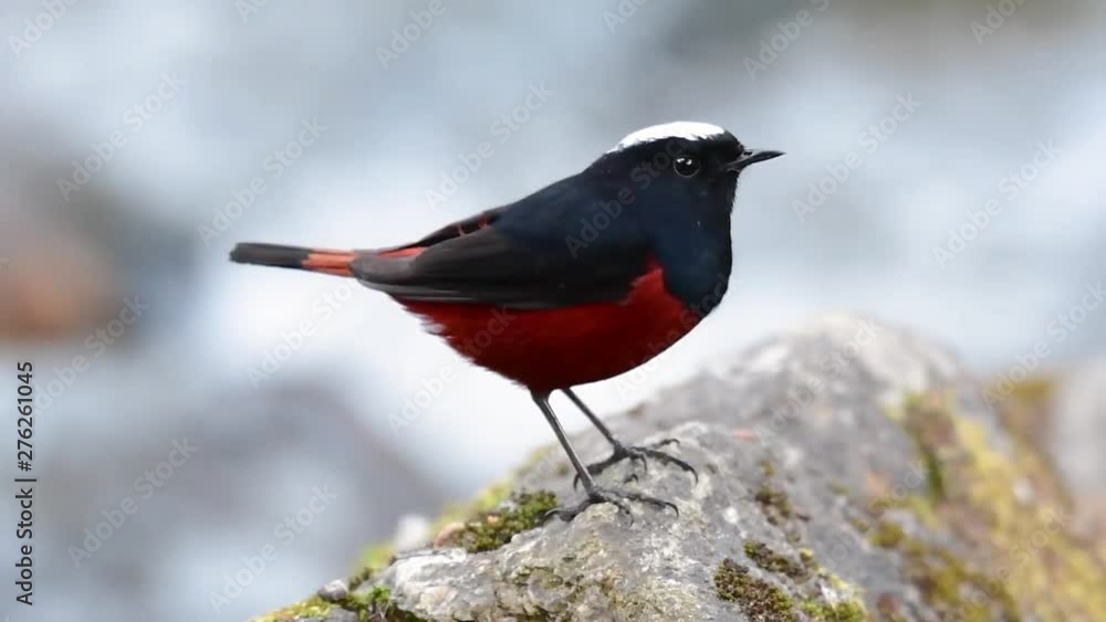 The White-capped Redstart is known for its white lovely crown, dark blue-blackish wings and brown under feathers and its tail starts with red; its habitat is high elevation and cold mountain streams. The White-capped Redstart is known for its white lovely crown, dark blue-blackish wings and brown under feathers and its tail starts with red; its habitat is high elevation and cold mountain streams.
