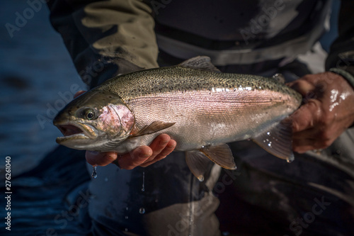 Fototapeta Naklejka Na Ścianę i Meble -  Brown & Rainbow trout gently released