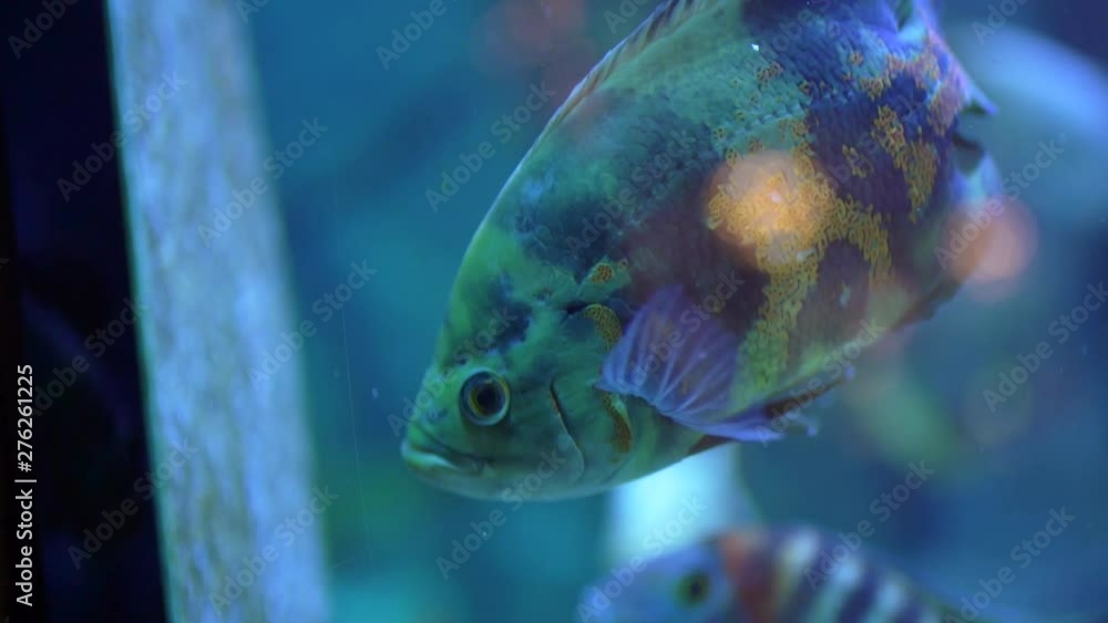 Colorful Fishes aquarium slow motion Colorful Fishes aquarium slow motion