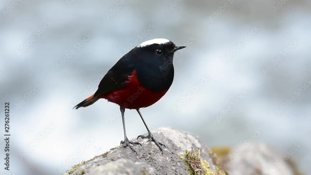 The White-capped Redstart is known for its white lovely crown, dark blue-blackish wings and brown under feathers and its tail starts with red; its habitat is high elevation and cold mountain streams. The White-capped Redstart is known for its white lovely crown, dark blue-blackish wings and brown under feathers and its tail starts with red; its habitat is high elevation and cold mountain streams.
