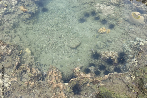 Black Sea urchin on stone in sea.
