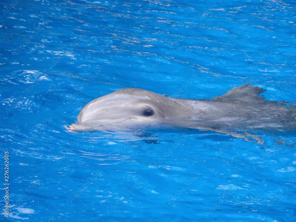 Naklejka premium grey dolphin resting in water