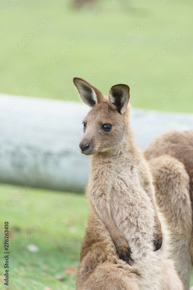 Wild kangaroos in Australia