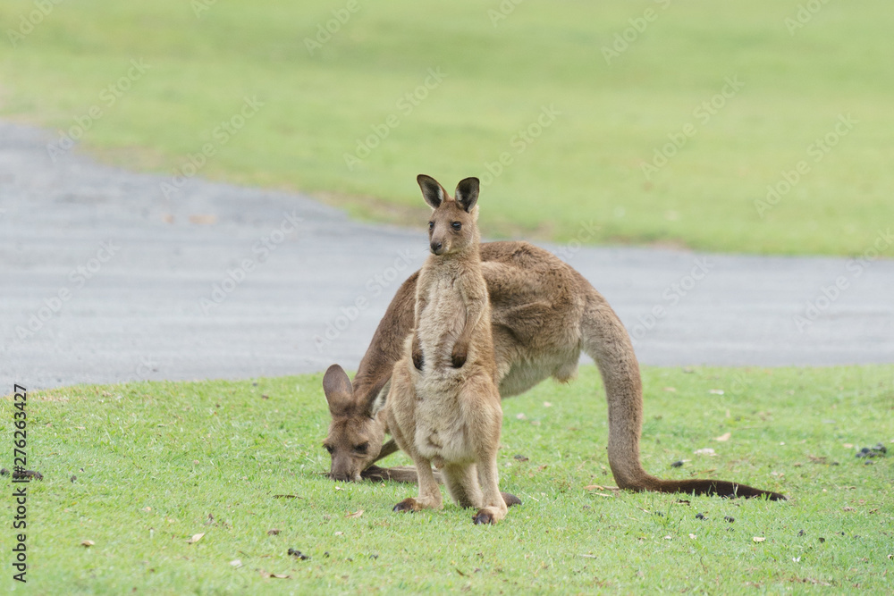 Fototapeta premium Wild kangaroos in Australia